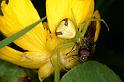 Misumenops_tricuspidatus_D6145_Z_88_Les Gris_Frankrijk